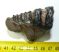 Mammuthus meridionalis partial tooth (108 grams)