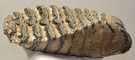 Mammuthus meridionalis lower tooth (2381 grams) Sold (br) 06