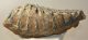 Mammuthus meridionalis lower tooth (2381 grams) Sold (br) 06