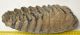 Mammuthus meridionalis lower tooth (2381 grams) Sold (br) 06