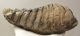 Mammuthus meridionalis lower tooth (2381 grams) Sold (br) 06