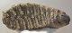 Mammuthus meridionalis lower tooth (2381 grams) Sold (br) 06