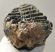 Mammuthus meridionalis lower tooth (2381 grams) Sold (br) 06