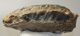 Mammuthus meridionalis lower tooth (2381 grams) Sold (br) 06