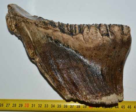 Mammuthus primigenius tooth (1592 grams)