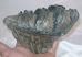 Mammuthus meridionalis tooth (733 gram) Southern mammoth molar