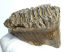 Mammuthus primigenius tooth (589 grams) Woolly mammoth molar