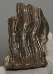 Mammuthus primigenius partial tooth (500 grams)
