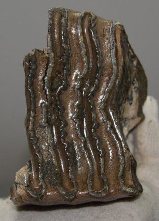 Mammuthus primigenius partial tooth (500 grams)