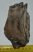 Mammuthus primigenius partial tooth (500 grams)