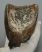 Mammuthus primigenius partial tooth (500 grams)