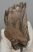 Mammuthus primigenius partial tooth (500 grams)
