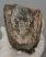 Mammuthus primigenius partial tooth (500 grams)