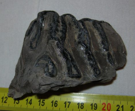 Mammuthus meridionalis rágás során elkopott foga (158 gramm)