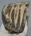 Mammuthus meridionalis részleges fog (1032 gramm)