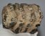 Mammuthus meridionalis részleges fog (1032 gramm)