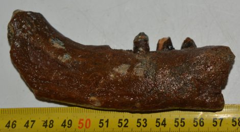 Halichoerus grypus partial jaw (122 mm) Grey seal