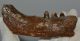 Halichoerus grypus partial jaw (122 mm) Grey seal
