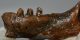 Halichoerus grypus partial jaw (122 mm) Grey seal