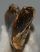Halichoerus grypus partial jaw (122 mm) Grey seal
