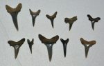 10 pieces Carcharias gustrowensis shark tooth 
