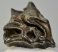 Woolly Rhino upper tooth (329 grams) Coelodonta antiquitatis