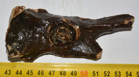  Seal (Pagophilus groenlandicus?) partial plevic bone (116 mm)