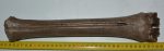 Megaloceros giganteus metatarsus bone (352 mm)