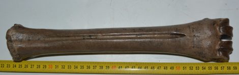 Megaloceros giganteus metatarsus bone (352 mm)