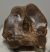 Megaloceros giganteus metatarsus bone (352 mm)