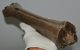 Megaloceros giganteus metatarsus bone (352 mm)