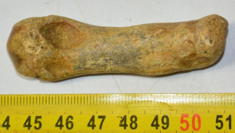 Ursus spelaeus metapodial finger bone ( 69 mm) Cave Bear