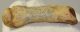 Ursus spelaeus metapodial finger bone ( 69 mm) Cave Bear