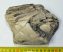 Mammuthus meridionalis részleges agyar (626 gramm)  ELFOGYOTT (LL b) 02