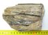 Mammuthus meridionalis partial tusk (626 grams) SOLD (LL b) 02
