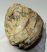 Mammuthus meridionalis partial tusk (626 grams) SOLD (LL b) 02
