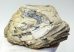 Mammuthus meridionalis részleges agyar (626 gramm)  ELFOGYOTT (LL b) 02