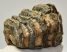 Mammuthus meridionalis részleges fog (570 gramm)
