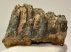 Mammuthus meridionalis részleges fog (570 gramm)