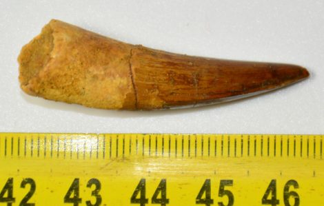 Spinosaurus aegyptiacus tooth from Taouz (45 mm)
