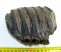 Mammuthus meridionalis részleges fog (989 gramm)