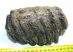 Mammuthus meridionalis részleges fog (989 gramm)