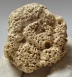 Glyptodon óriás tatu páncél darab (Scutes)