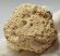 Glyptodon óriás tatu páncél darab (Scutes) Glyptodon óriás tatu páncél darab (Scutes)