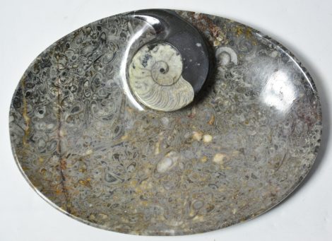 Goniatite ammoniteszes fosszíliás mészkő tál 