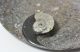 Fossil limestone bowl containing Goniatite ammonite