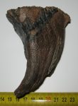   Mammuthus primigenius kölyök gyapjas mamut fog (83 mm) ELFOGYOTT (LL) 01