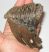 Mammuthus primigenius molar (83 mm) Woolly mammoth tooth SOLD (LL) 01