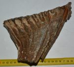 Mammuthus primigenius tooth (1000 grams)