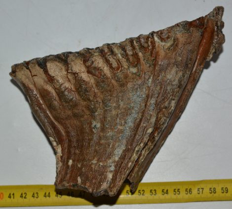 Mammuthus primigenius tooth (1000 grams)